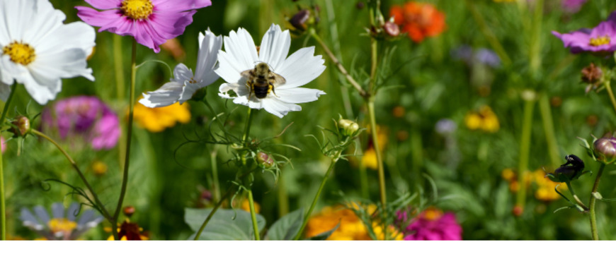 Concours Prairies fleuries 